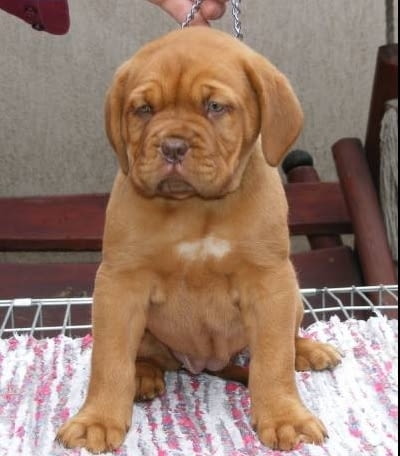 Дог от Бордо Dog of Bordo, 2 Months, Vaccinated - Yes - city of Sofia | Dogs - снимка 1