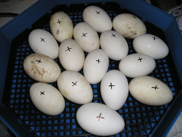 Продавам инкубатори, 82бр.яйца с влагомер, официален вносител на Румънски инкубатори - снимка 6