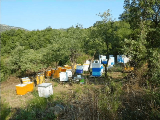 Продавам кестенов пчелен мед - град Петрич | Билкови Продукти - снимка 7