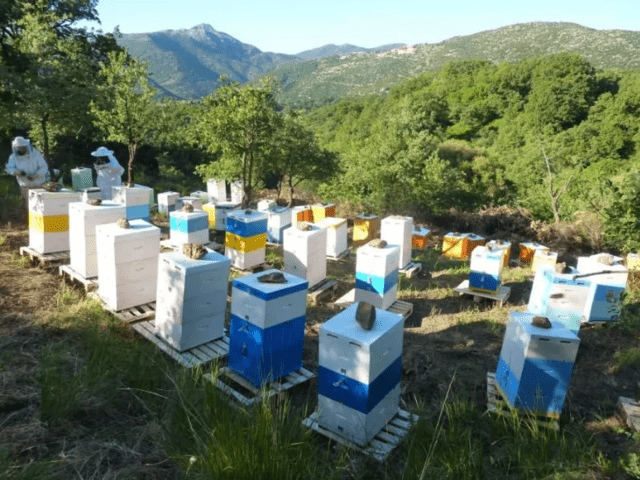 Продавам кестенов пчелен мед - city of Pеtrich | Herbal Products - снимка 8