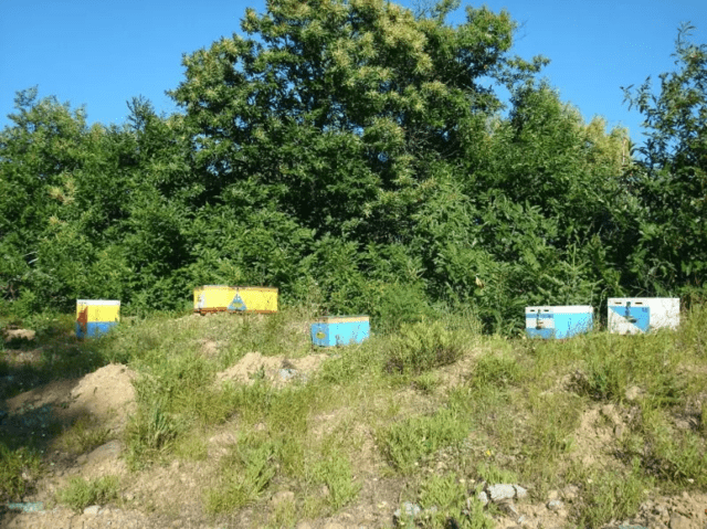 Продавам кестенов пчелен мед - city of Pеtrich | Herbal Products - снимка 10