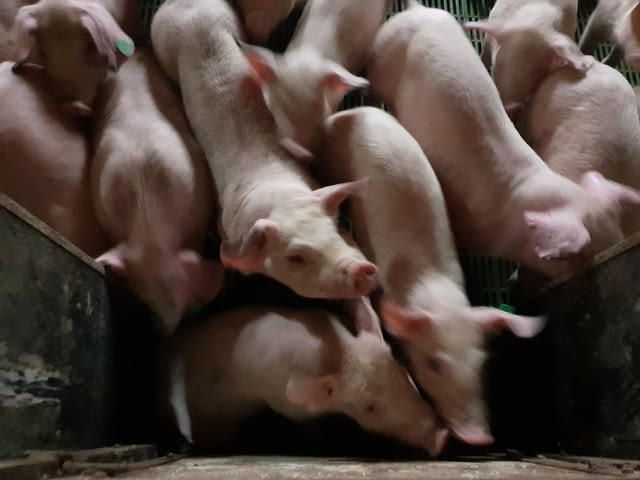 Мариннови ЕООД - град Русе | Месо и месни изделия - снимка 3