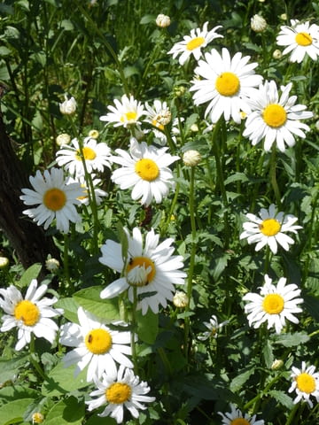 Градинска Маргарита -корен - city of Vraca | Flowers & Pots - снимка 1