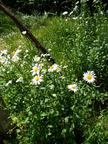 Градинска Маргарита -корен - city of Vraca | Flowers & Pots - снимка 2