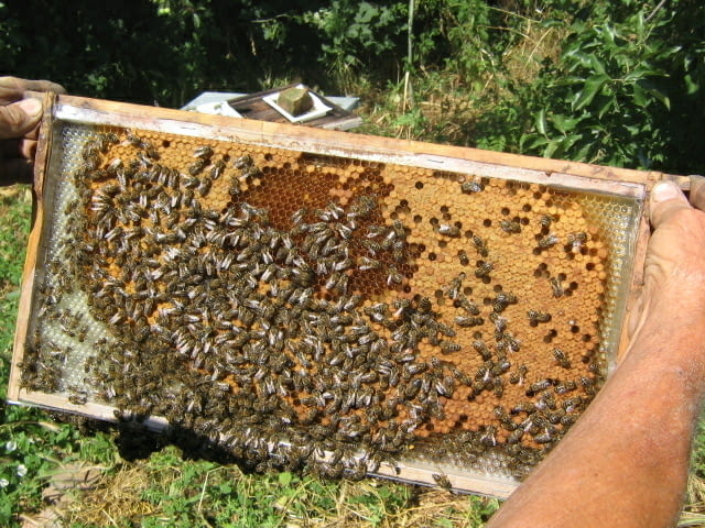 Пчелни полуизградени пластмасови основи - град Бургас | Други - снимка 1