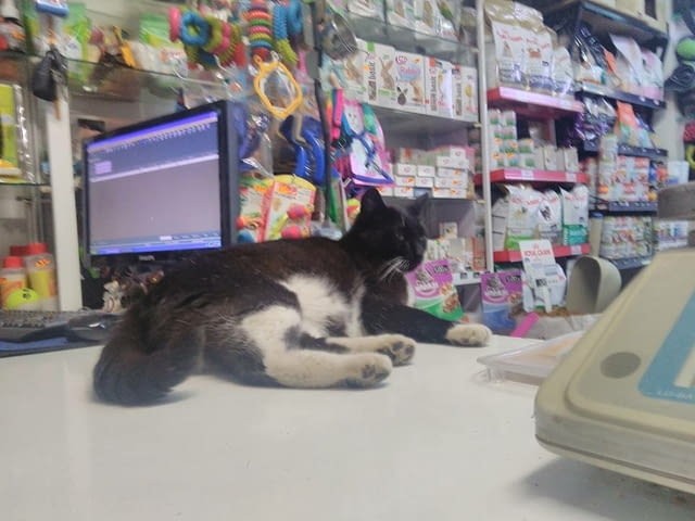 Петсланд еоод - град Ловеч | Зоомагазини - снимка 11