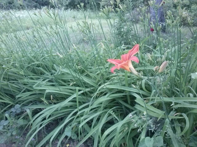 Хемерокалис - рицарска звезда - град Враца | Цветя / Растения / Саксии - снимка 3