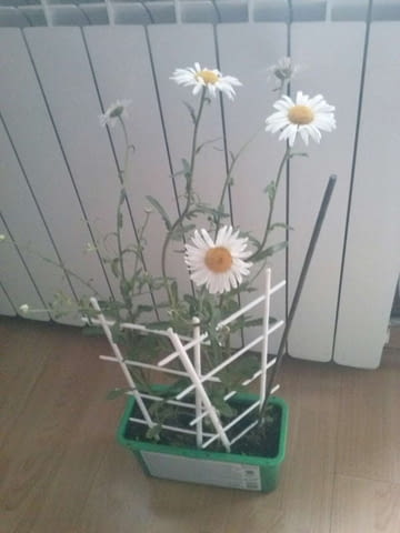 Градинска Маргарита -корен - city of Vraca | Flowers & Pots - снимка 3