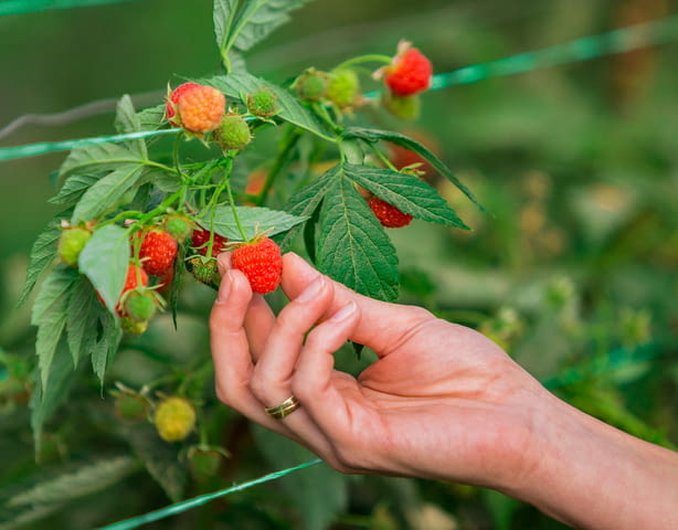 Старт 2005 ЕООД - град Попово | Земеделие - снимка 1