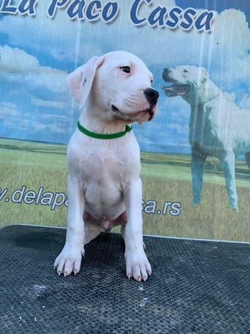 Дого Аржентино Dogo Argentino, 2 Months, Vaccinated - Yes - city of Sofia | Dogs - снимка 3