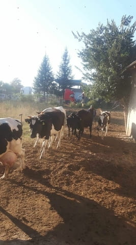 Млечен магазин Хасково - град Хасково | Мляко и млечни изделия - снимка 3