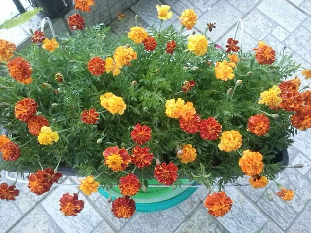 Тагетис - 3 цвята - РАЗСАД - city of Vraca | Flowers & Pots - снимка 1