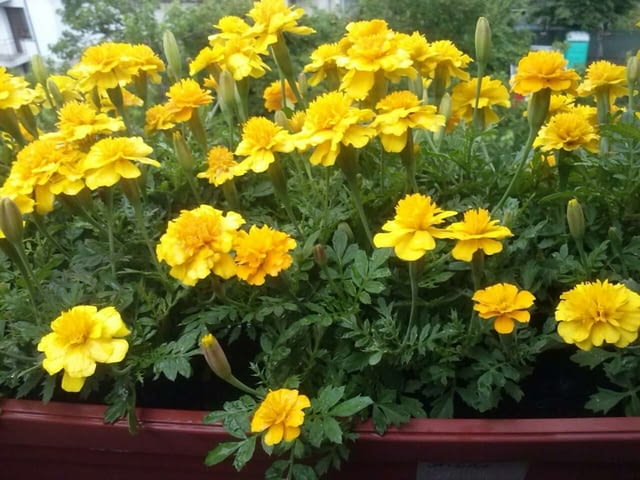 Тагетис - 3 цвята - РАЗСАД - град Враца | Цветя / Растения / Саксии - снимка 3