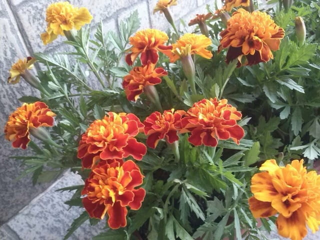 Тагетис - 3 цвята - РАЗСАД - град Враца | Цветя / Растения / Саксии - снимка 4