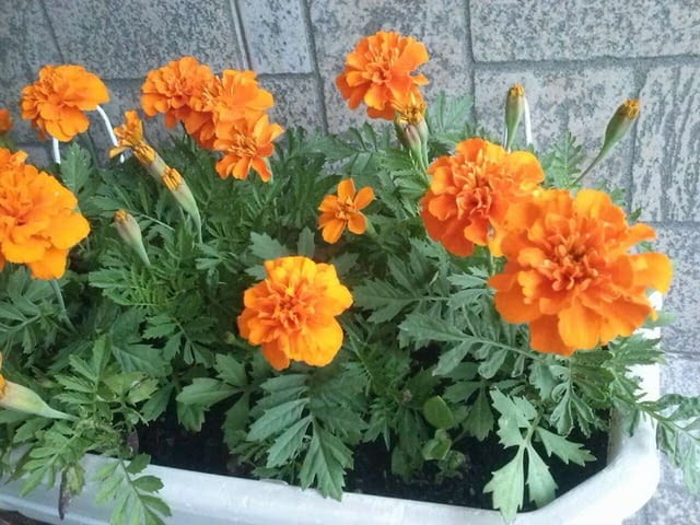 Тагетис - 3 цвята - РАЗСАД - град Враца | Цветя / Растения / Саксии - снимка 5