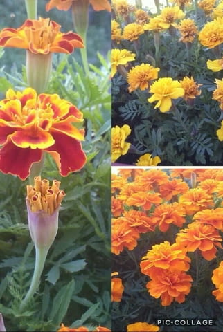 Тагетис - 3 цвята - РАЗСАД - град Враца | Цветя / Растения / Саксии - снимка 6