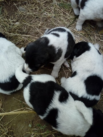 Малки каракачанки Karakachan Dog, 1 Month, Vaccinated - Yes - city of Haskovo | Dogs - снимка 1