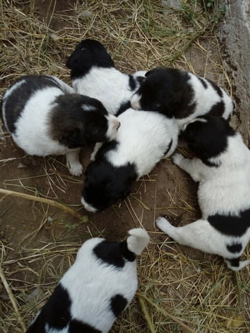 Малки каракачанки Karakachan Dog, 2 Months, Vaccinated - Yes - city of Haskovo | Dogs - снимка 2