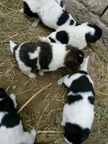 Малки каракачанки Karakachan Dog, 2 Months, Vaccinated - Yes - city of Haskovo | Dogs - снимка 4