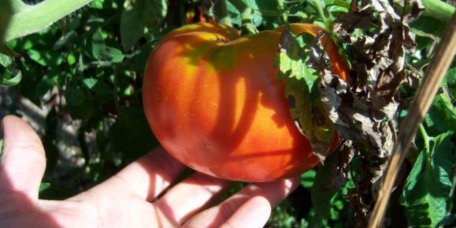 Обучение Млад Фермер, 150 часа - град Сливен | Професионално Обучение - снимка 1