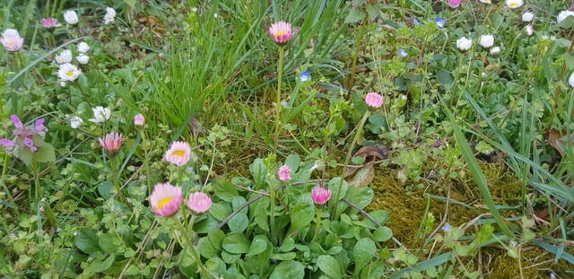 Ливадни Маргаритки - city of Vraca | Flowers & Pots - снимка 2