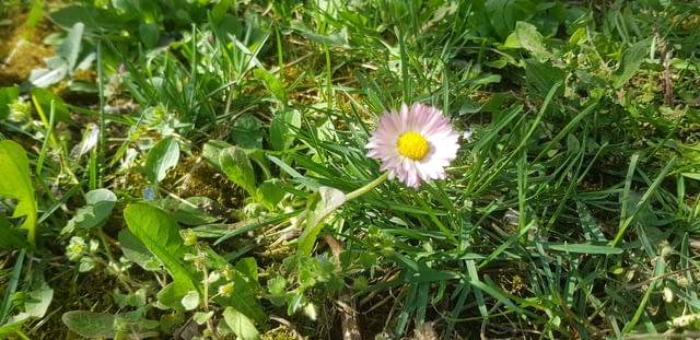 Ливадни Маргаритки - city of Vraca | Flowers & Pots - снимка 3