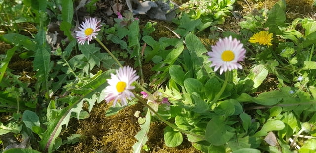 Ливадни Маргаритки - city of Vraca | Flowers & Pots - снимка 4