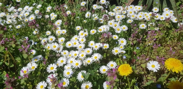 Ливадни Маргаритки - city of Vraca | Flowers & Pots - снимка 6