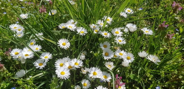 Ливадни Маргаритки - city of Vraca | Flowers & Pots - снимка 1