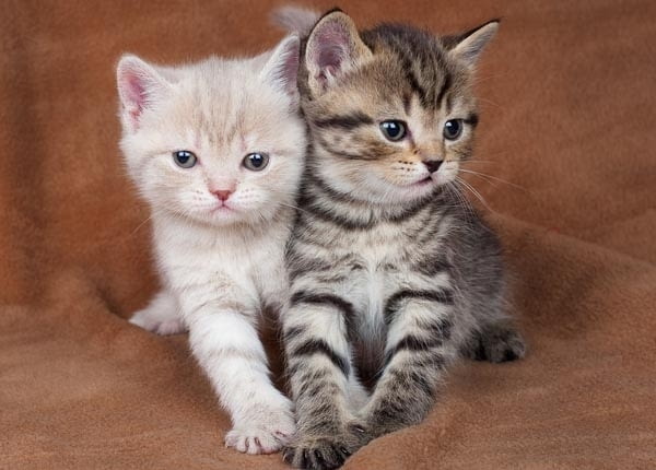 Сини британски късокосмести котенца за продажба American Crudehair, 6 Years, Vaccine - Yes - village Borovica | Cats - снимка 2