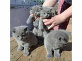 Сини британски късокосмести котенца за продажба