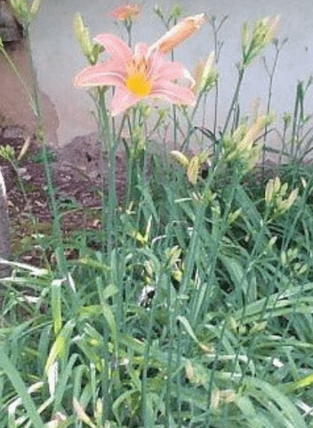 Хемерокалис Рицарска звезда - град Берковица | Цветя / Растения / Саксии - снимка 1