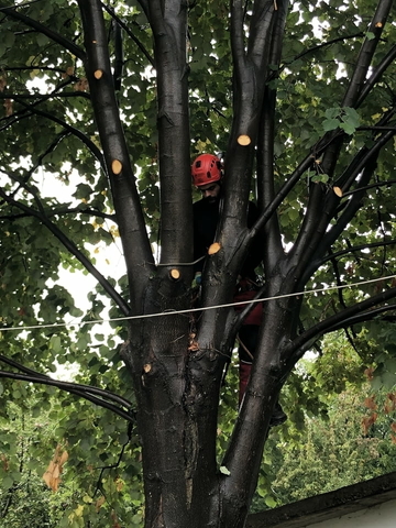 Рязане на опасни дървета - city of Sofia | Other - снимка 2