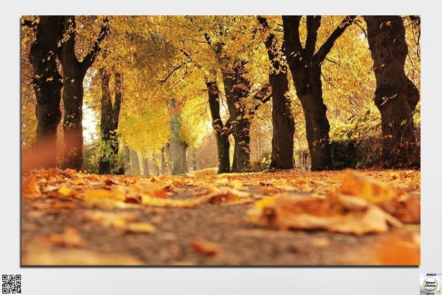 Декоративно пано за стена от 1 част с есенна алея в парка - HD-701-1 - снимка 2