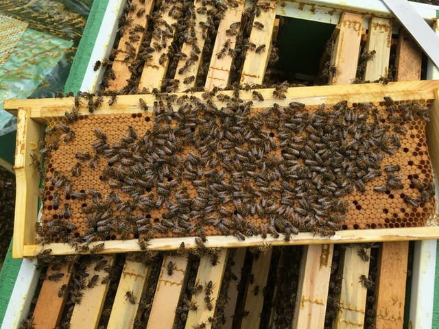 Пчелни полуизградени пластмасови основи за многократна употреба - снимка 1