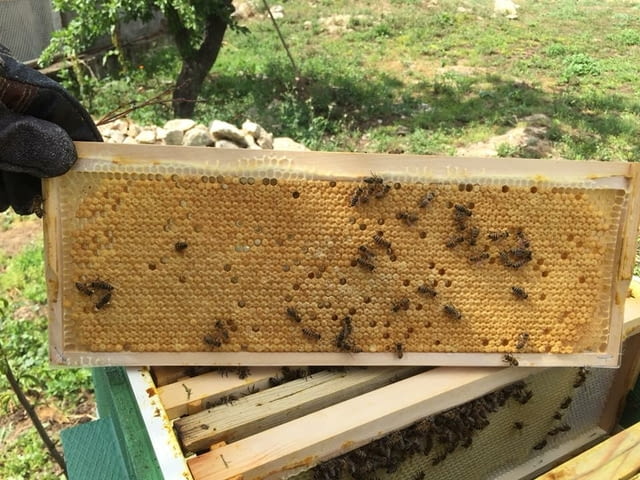 Пчелни полуизградени пластмасови основи за многократна употреба - снимка 2