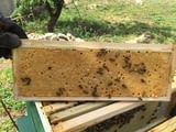 Пчелни полуизградени пластмасови основи за многократна употреба