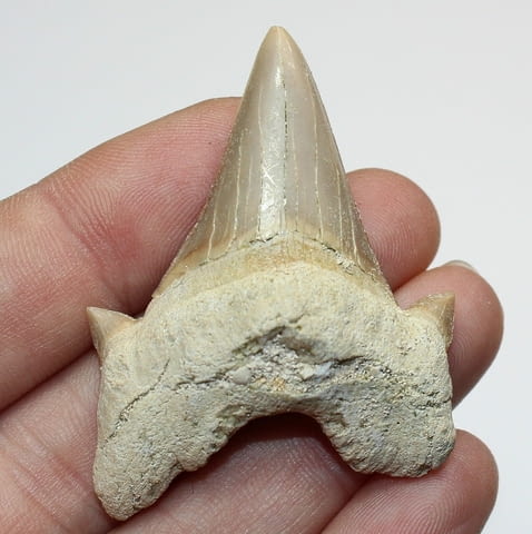 Фосилен зъб на акулата Otodus Obliquus - Плиоцен (5 - 66 Ма), град Бургас - снимка 1