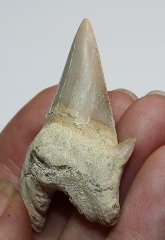 Фосилен зъб на акулата Otodus Obliquus - Плиоцен (5 - 66 Ма), city of Burgas - снимка 2