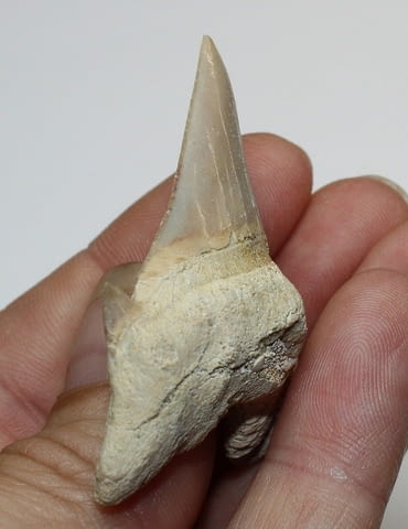Фосилен зъб на акулата Otodus Obliquus - Плиоцен (5 - 66 Ма), city of Burgas - снимка 3