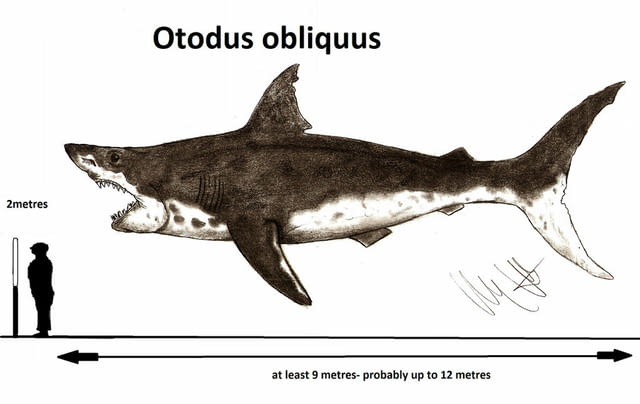 Фосилен зъб на акулата Otodus Obliquus - Плиоцен (5 - 66 Ма), city of Burgas - снимка 4