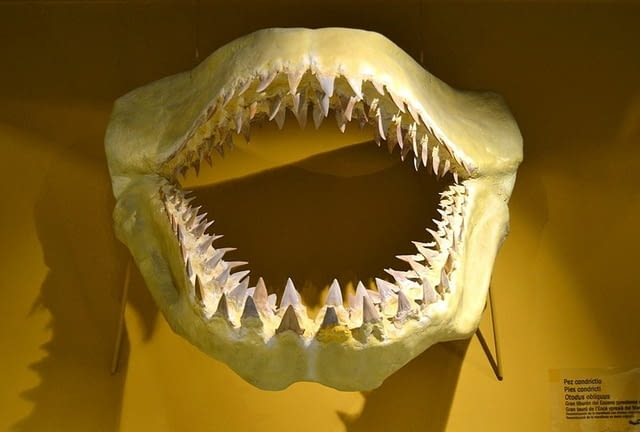 Фосилен зъб на акулата Otodus Obliquus - Плиоцен (5 - 66 Ма), city of Burgas - снимка 5