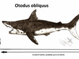 Фосилен зъб на акулата Otodus Obliquus - Плиоцен (5 - 66 Ма)