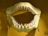 Фосилен зъб на акулата Otodus Obliquus - Плиоцен (5 - 66 Ма)