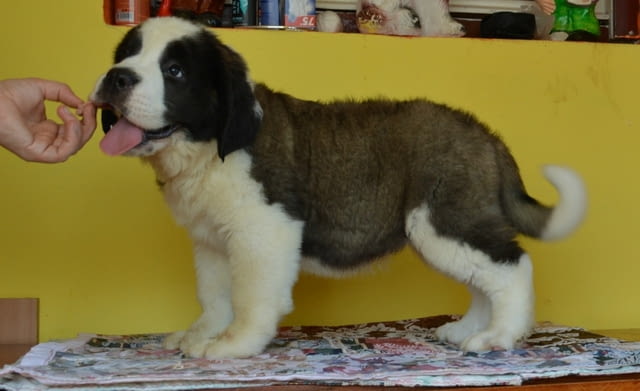 Санбернари - мъжки и женски Санбернар дългокосмест, 2 месеца, Ваксинирано - Да - град София | Кучета - снимка 6