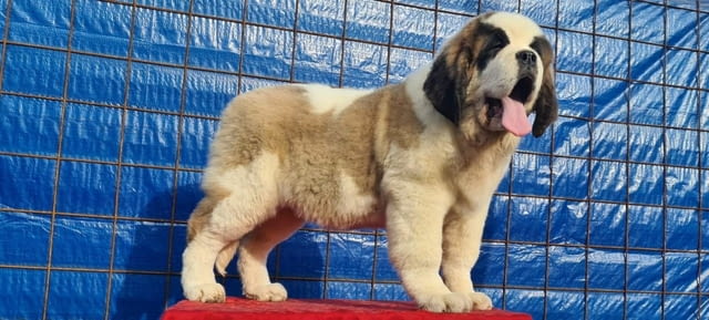 Санбернари - мъжки и женски Санбернар дългокосмест, 2 месеца, Ваксинирано - Да - град София | Кучета - снимка 7