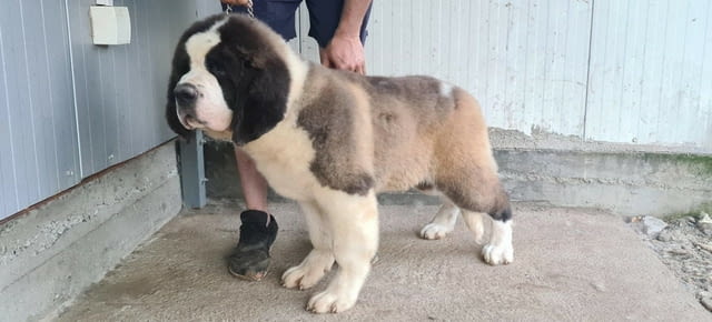 Санбернари - мъжки и женски Санбернар дългокосмест, 2 месеца, Ваксинирано - Да - град София | Кучета - снимка 8