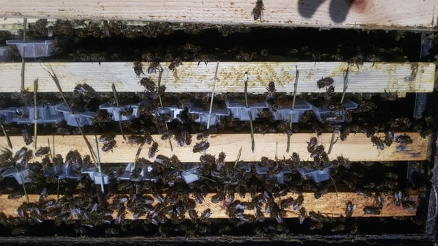 Пчелни отводки - city of Vеlingrad | Bee Keeping