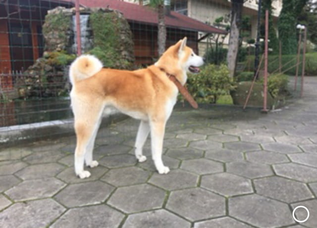 Мъжко куче Акита ину Akita, 5 Years, Vaccinated - Yes - city of Harmanli | Dogs - снимка 2