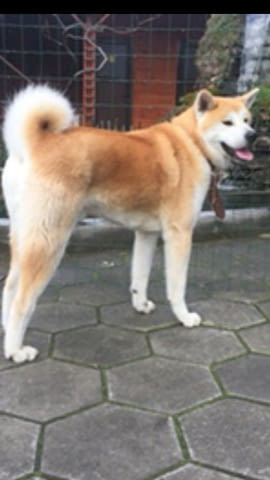 Мъжко куче Акита ину 5 години, Ваксинирано - Да, За разплод - Да - град Харманли | Кучета - снимка 3